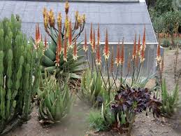Image result for Aloe lutescens