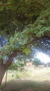 Image result for Salacia stuhlmanniana