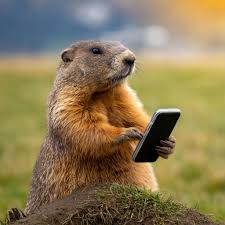 Viaero Wireless - It's Groundhog Day! | Facebook
