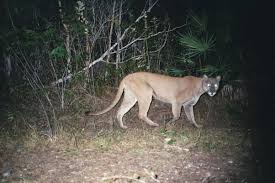 True lions belong to a different genus (panthera) and live. How Closely Related To The Puma Is The Florida Panther Quora