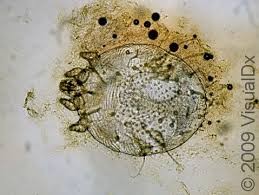 Image result for Sarcoptes scabiei life cycle