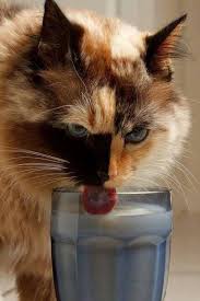 Sut Seviyor Yavru Kediler Kedi Cats