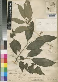 Image result for Erythrococca kirkii