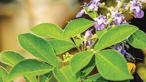 Tanaman ini biasa digunakan sebagai tumbuhan hias, namun siapa sangka ia juga memiliki khasiat obat. Legundi Tanaman Herbal Yang Andal Greeners Co
