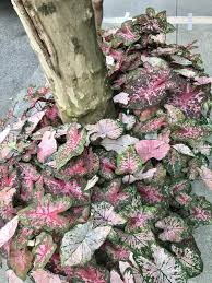 # foursquare © 2020 lovingly made in nyc, chi, sea & la. The Local S Guide To New York S Upper East Side Here Magazine Away