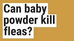 Can Baby Powder Kill Fleas Youtube