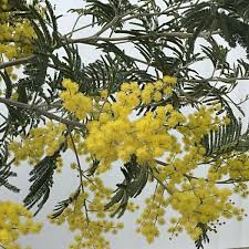 As home gardens revive in spring, trees smothered in yellow flowers help lift spirits and brighten dull days. Acacia Sok Pa Google Mimosa Tree Evergreen Trees Flowering Cherry Tree