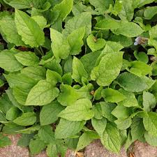 Image result for Hippocratea graciliflora