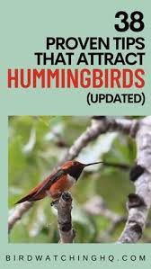 Speaking of flowers, here are the top hummingbird flowers to consider planting if you want to have an influx of hummingbirds for the long haul. 430 Bird Gif Hummingbird Kolibri Ideen In 2021 Kolibri Gif Vogel