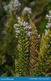 Image result for Fabiana imbricata