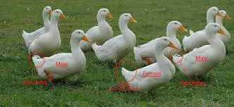 We did not find results for: Pekin Ducks In Kenya Ziwani Poultry