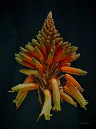 Image result for Aloe wollastonii