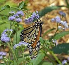 Butterflies are beautiful, flying insects with large, often brightly colored wings. Butterfly Plants List Butterfly Flowers And Host Plant Ideas