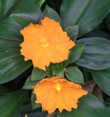  Costus Archives Towen Mount Tropicals Easy To Grow Houseplants Flower Beauty Flowers