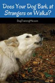 My dog barks at strangers when we are out for a walk. Your Dog Barks At Strangers On Walks What Can You Do Dog Training Me