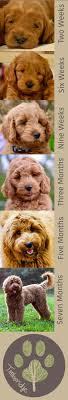 Here at once upon a time goldendoodle acres we offer over 18 years peter is our fantastic standard goldendoodle dad. Goldendoodle Puppy Time Lapse Watch A Puppy Grow Up Goldendoodle Grooming Puppy Time Goldendoodle Puppy