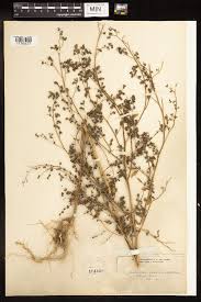 Image result for Chenopodium opulifolium