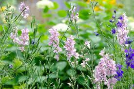 Depending on the color of the blooms, they can also symbolize fickleness (pink) or. July Birth Flowers What You Need To Know Blog A Passion For Flowers