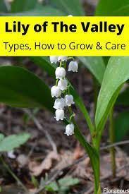 How To Grow Lily Of The Valley Flower Lily Of The Valley Flowers Lily Of The Valley Growing Lilies