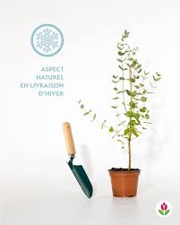 Dans mon jardin j'en ai 2 grands. Eucalyptus Gunnii Gommier Cidre Arbuste A Feuillage Persistant Bleu Gris