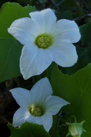 Image result for Coccinia grandis