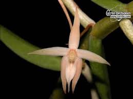 Image result for Angraecum erectum