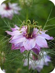 You Ve Got A Friend In Me Companion Planting Garden Companion Planting Plants Beautiful Flowers
