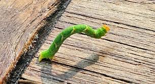 Image result for site:byggahus.se Macro