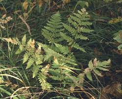 Image result for Dryopteris athamantica