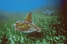 The Spotted Eagle Ray: Graceful Gliders of the Ocean