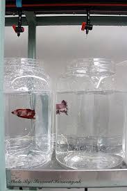 Betta Drip System Betta Fish Tank Betta Breeding Betta