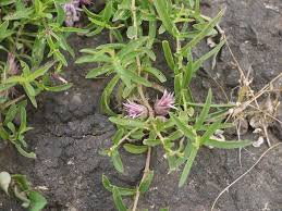 Image result for Lepidagathis