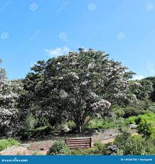 Image result for Calodendrum capense