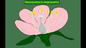 What is the difference between angiosperm and gymnosperm? Angiosperm Flowering Plant Life Cycle Youtube