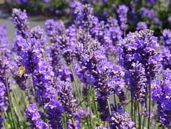 Lavender Flower In Urdu Best Flower Wallpaper