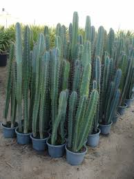 Where can i buy a cactus. Dubai Cactus Landscaping Cactus Landscaping Dubai Agricultural Group Llc