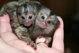 Pocket monkey pet price in india. Baby Pocket Monkey For Sale Ø§Ù„Ù…Ù†Ø§Ù…Ø© 20070