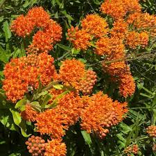 Image result for Asclepias albens