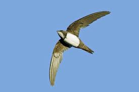 Результат пошуку зображень за запитом "стриж"