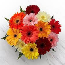 Ideal Gerbera Daisy Leaves Wilting You Ll Love Gerbera Daisy Bouquet Gerbera Daisy Daisy Bouquet