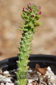 Image result for Monadenium rugosum
