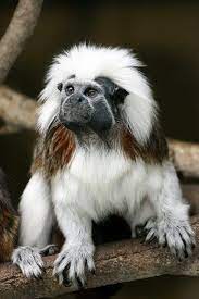 The Cotton Top Tamarin Funny Animals Unique Animals Unusual Animals
