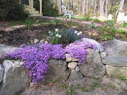 Pin On Deer Resistant Plants