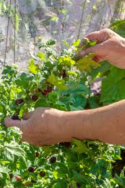 Check spelling or type a new query. Growing Gooseberries How To Plant Grow Maintain This Unique Fruit