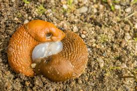 Snails and slugs are very similar, except for a slug's lack of a shell. Spanish Slugs Reproduce By Laying Eggs Stock Photo Picture And Royalty Free Image Image 63743820