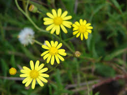 Image result for Senecio madagascariensis