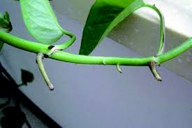 They are in close contact with the thin film of water surrounding the soil particles. What Is The Air Rooting Of Pothos Can You Cut It The Plant Aide