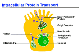 We did not find results for: Intracellular Transport Wikipedia
