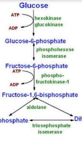Draw A Flowchart Showing Pathway Of Aerobic Glycolysis