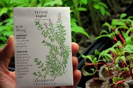 Check spelling or type a new query. How To Grow Thyme Start To Finish One Hundred Dollars A Month
